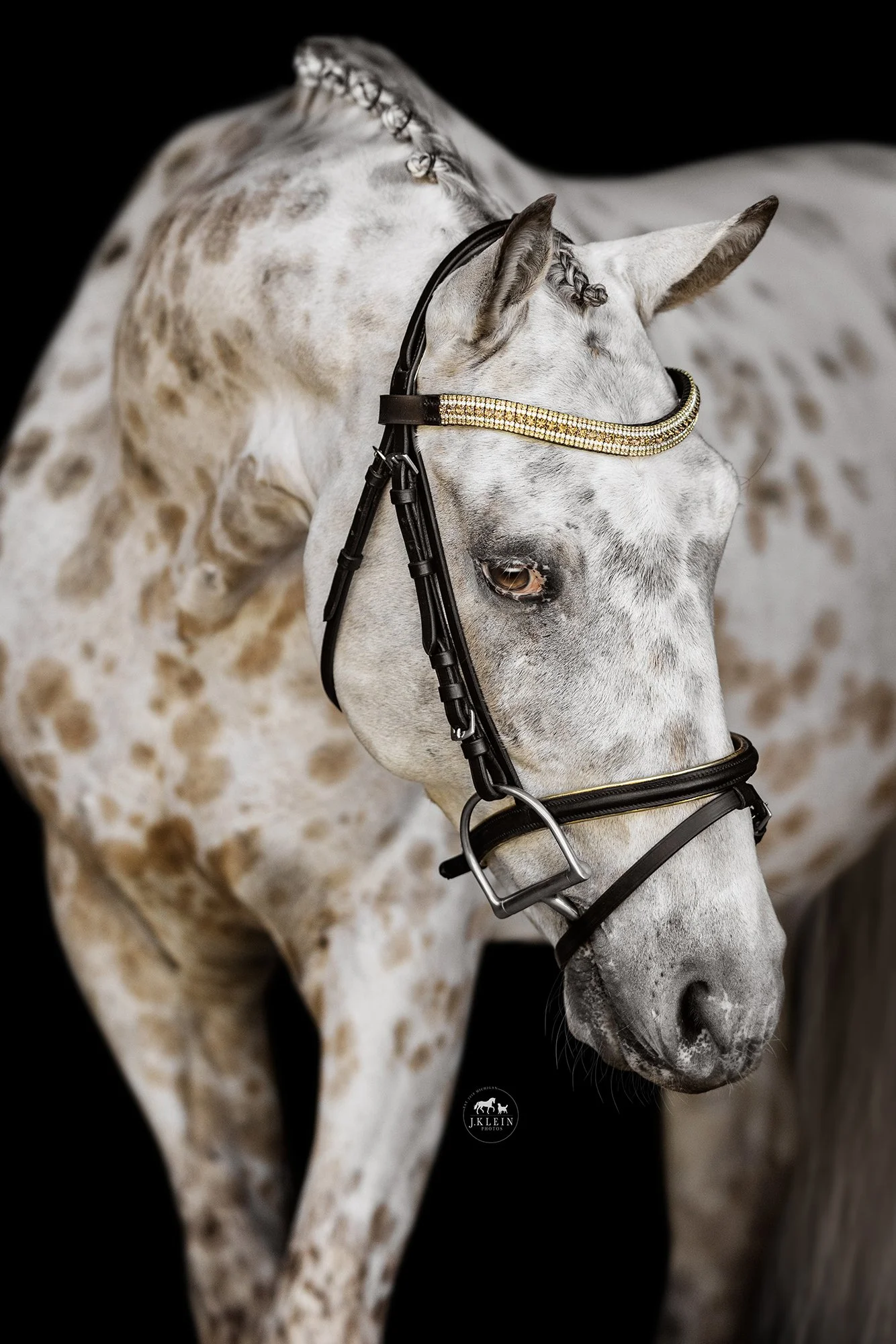 Black Background Portraits of Horse & Bengal Cat — J.Klein Photos